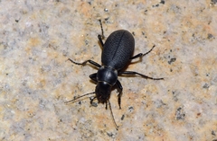 Carabus brandti