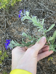 Halgania sericiflora
