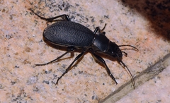 Carabus brandti