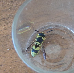 Euodynerus variegatus