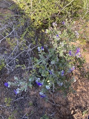 Halgania sericiflora