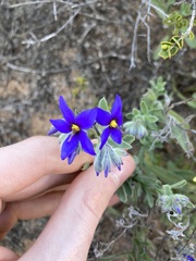 Halgania sericiflora