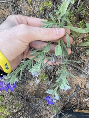 Halgania sericiflora