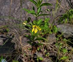Lysimachia hybrida