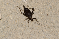 Meloimorpha japonica