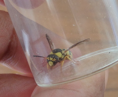 Euodynerus variegatus