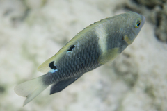 Chrysiptera biocellata