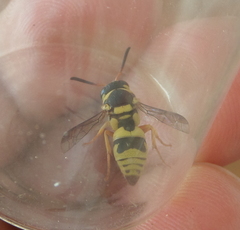 Euodynerus variegatus