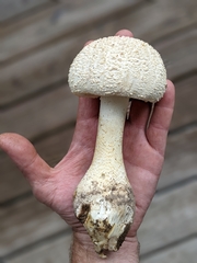 Amanita rhopalopus