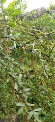 Berberis aristata