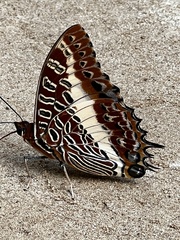 Charaxes