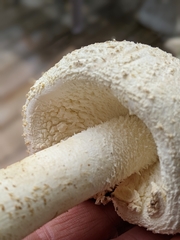 Amanita rhopalopus