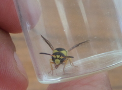 Euodynerus variegatus