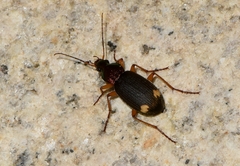 Chlaenius posticalis