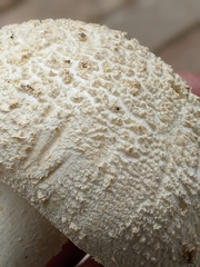 Amanita rhopalopus