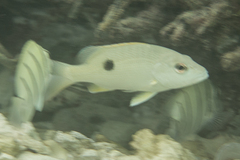 Lutjanus monostigma