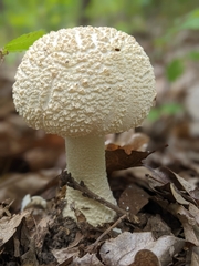 Amanita rhopalopus