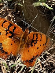 Catacroptera