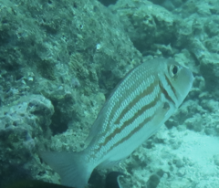 Lethrinus ornatus