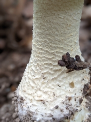 Amanita rhopalopus