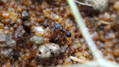 Monomorium salomonis