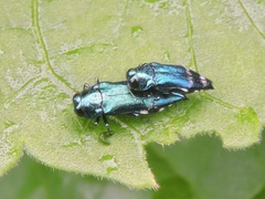 Agrilus acutus