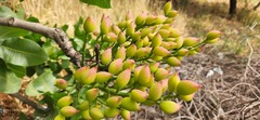 Pistacia vera