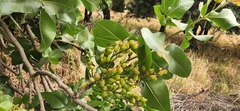 Pistacia vera