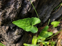 Viola novae-angliae