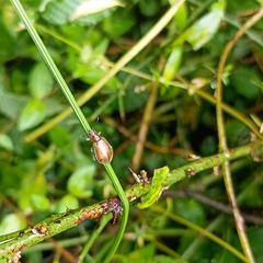 Cerogria quadrimaculata