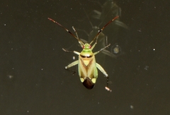 Adelphocoris fasciaticollis