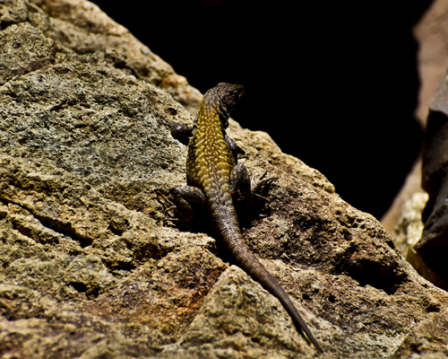 Garín’s Lizard, Liolaemus carlosgarini