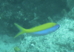 Caesio xanthonota