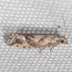Pelochrista corosana