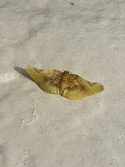 Pyrinioides sinuosus