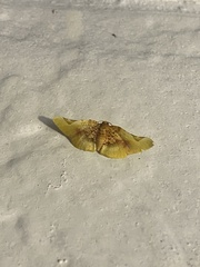 Pyrinioides sinuosus