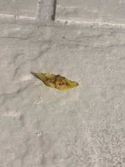 Pyrinioides sinuosus