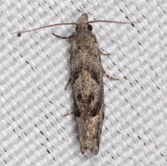 Pelochrista corosana