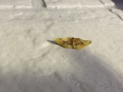 Pyrinioides sinuosus