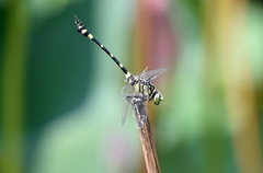 Ictinogomphus rapax