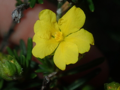 Hibbertia spicata