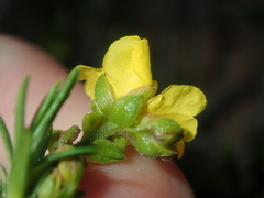 Hibbertia spicata