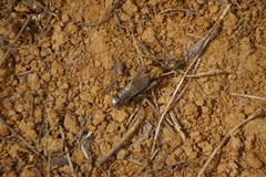 Eumodicogryllus bordigalensis