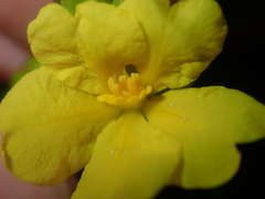 Hibbertia spicata