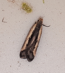 Dichomeris serrativittella