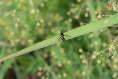 Conops quadrifasciatus