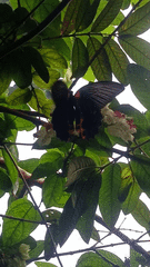 Papilio rumanzovia