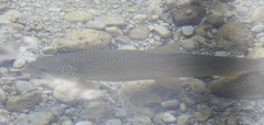 Salmo marmoratus