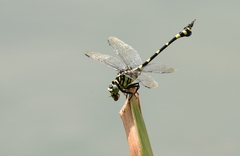 Ictinogomphus rapax