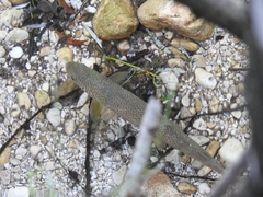 Salmo marmoratus